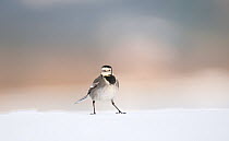 Pied wagtail (Motacilla alba yarrellii) walking over  snow covered ground. Derbyshire, UK, January (non-ex)