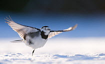 Pied wagtail (Motacilla alba yarrellii) taking off from snow covered ground. Derbyshire, UK, January (non-ex)