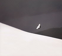 Ptarmigan (Lagopus mutus) male in flight over snow covered Cairngorm Mountains, Scotland, February. ~ (non-ex)