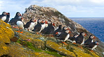 Flock of Puffins (Fratercula arctica) sitting on lichen covered coastal rocks with the sea behind. Shetland Islands, Scotland, UK, July~ (non-ex)