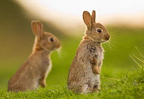 Two juvenile Rabbits (Oryctolagus cuniculus) sitting upright near their warren. Norfolk, UK. June (non-ex)