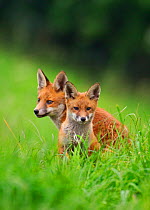 Red fox (Vulpes vulpes) portrait of cub and adult near their den, Derbyshire, UK ~ (non-ex)