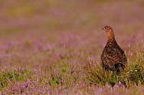 Red grouse (Lagopus lagopus scoticus) male in profile among flowering Heather (Erica). Yorkshire Dales National Park, Yorkshire, UK  (non-ex)