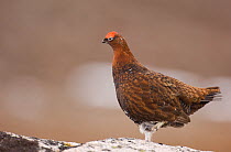 Red grouse (Lagopus lagopus scoticus) male in profile in the Scottish mountains. Cairngorms National Park, Scotland, UK, April (non-ex)