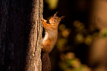 Red squirrel (Sciurus vulgaris) ascending a Pine tree. Lancashire, UK, October.  (non-ex)