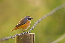 Redstart (Phoenicurus phoenicurus) male perched on a barbed wire fence during autumn migration. Norfolk, UK, September (non-ex)