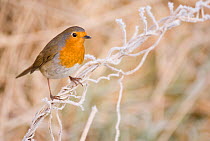 Robin (Erithacus rubecula) perched on a frosted grass stem. Scotland, UK. January.   (non-ex)