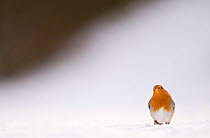 Robin (Erithacus rubecula) looking skywards as it takes a break from foraging on snow covered ground. Derbyshire, UK. January (non-ex)