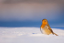 Robin (Erithacus rubecula) standing alert on snow covered ground, Derbyshire, UK. January (non-ex)