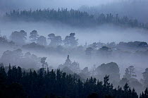 An elevated view of the extensive Rothiemurchus forest shrouded in dawn mist. Cairngorms National Park, Scotland, UK. April (non-ex)