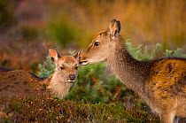 Sika deer (Cervus nippon) calf is groomed by its mother. Arne RSPB Reserve, Dorset, UK, October (non-ex)
