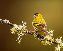 Siskin (Carduelis spinus) male peched on a lichen covered branch. Rothiemurchus Forest, Scotland, UK, April (non-ex)