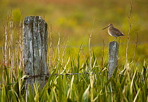 Snipe (Gallinago gallinago) perched on a post in a marshy area of Yellow Flag Iris (Iris germanica) Shetland Islands, Scotland, UK, August (non-ex)