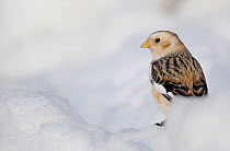 Snow bunting (Plectrophenax nivalis) in deep snow. Cairngorm Mountains National Park, Scotland, UK. February.   (non-ex)