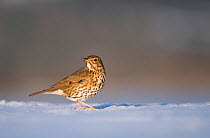 Song thrush (Turdus philomelos) foraging on snow covered ground. Derbyshire, UK, February (non-ex)