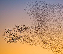 Flock of thousands of Starlings (Sturnus vulgaris) form an arc around a predatory Peregrine falcon ( Falco peregrinus) as they move collectively to avoid it. Scottish Borders, Scotland, UK, March  (...