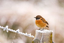 Stonechat (Saxicola torquatus) male perched on a frost covered fence post. Dumfries and Galloway, Scotland, UK. December.   (non-ex)