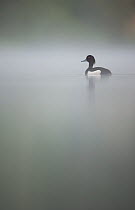 Tufted duck (Aythya fuligula) male on a tranquil lake in dawn mist. Derbyshire, UK, May.  (non-ex)