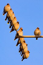 Small flock of Waxwings (Bombycilla garrulus) perched on a house TV aerial. Nottinghamshire, UK, January.  (non-ex)