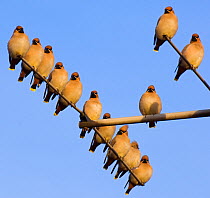 Small flock of Waxwings (Bombycilla garrulus) perched on a house TV aerial. Nottinghamshire, UK, January.  (non-ex)