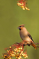 Waxwing (Bombycilla garrulus) perched in a Rowan tree (Sorbus) branch, with berries, Nottinghamshire, UK, January (non-ex)