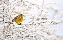 Yellowhammer (Emberiza citrinella) female perched on frost covered branches. Dumfries and Galloway, Scotland, UK. December (non-ex)