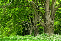 European Beech tree (Fagus sylvatica) avenue in woodland, near Badbury Rings, Dorset, UK. May 2008