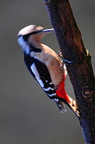 Great spotted woodpecker (Dendrocopos major) female drumming on tree branch in winter, Dorset, UK January