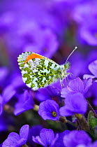Male Orange tip butterfly (Anthocharis cardamines) at rest on Aubretia flowers. Dorset, UK April 2010