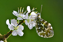 Female Orange tip butterfly (Anthocharis cardamines) at rest on Blackthorn (Prunus spinosa) blossom. Dorset, UK April