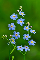 Water Forget-me-not (Myosotis scorpioides) in flower. Kingcombe Meadows nature reserve, Dorset, England, UK, June