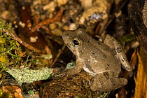 Blanchard's Cricket Frog (Acris crepitans blanchardi) sitting, Red Corral Ranch, Texas, USA
