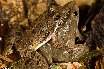 Pair of Blanchard's Cricket Frogs (Acris crepitans blanchardi) Red Corral Ranch, Texas, USA