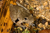 Blanchard's Cricket Frog (Acris crepitans blanchardi)  Red Corral Ranch, Texas, USA