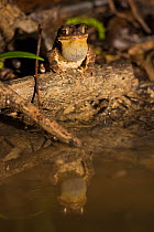 Gulf Coast Toad (Bufo valliceps) sitting at edge of water, with reflections, Red Corral Ranch, Texas, USA
