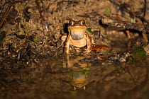 Gulf Coast Toad (Bufo valliceps) sitting at edge of water, with reflections, Red Corral Ranch, Texas
