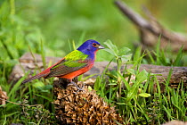 Painted Bunting (Passerina ciris) perched on fir cone, on grass, Red Corral Ranch, Texas, USA, April