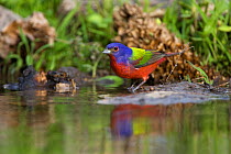 Painted Bunting (Passerina ciris) at edge of water, with reflections, Red Corral Ranch, Texas, USA, April