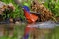 Painted Bunting (Passerina ciris) bathing in water, Red Corral Ranch, Texas, USA, April