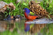 Painted Bunting (Passerina ciris) bathing at edge of water, with reflections, Red Corral Ranch, Texas, USA, April