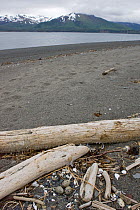 Glaucous-winged Gull eggs (Larus glaucescens) nest amongst driftwood debris, Katmai National Park, Alaska, USA, June 2008