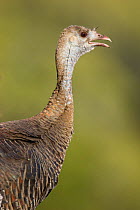 Wild Turkey (Meleagris g. intermedia) head portrait of female calling. Red Corral Ranch, Texas, USA, April
