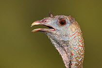 Wild Turkey (Meleagris g. intermedia) female head portrait, calling, Red Corral Ranch, Texas, USA, April