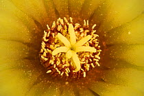 Pineapple cactus (Coryphantha sulcata) close-up of stamen of flower, Red Corral Ranch, Texas, USA