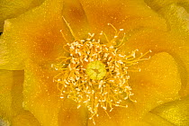 Prickly Pear Cactus (Opuntia mercerize) close-up of stamen and petals of flower, Red Corral Ranch, Texas, USA