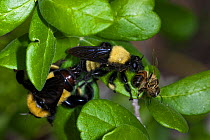 Carpenter Bees (Xylocopa) feeding on honeybee, Red Corral Ranch, Texas, USA