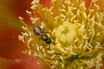 Sweat Bee (Halictidae) pollinating Prickly Pear Cactus flower (Opuntia mercerize) Red Corral Ranch, Texas, USA