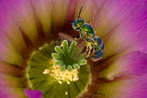 Sweat Bee (Halictidae) pollinating Lace Cactus (Echinocereus reichenbachii) Red Corral Ranch, Texas, USA