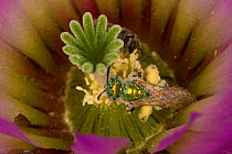 Sweat Bee (Halictidae) pollinating Lace Cactus (Echinocereus reichenbachii) Red Corral Ranch, Texas