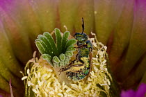 Sweat Bee (Halictidae) pollinating Lace Cactus (Echinocereus reichenbachii) Red Corral Ranch, Texas, USA